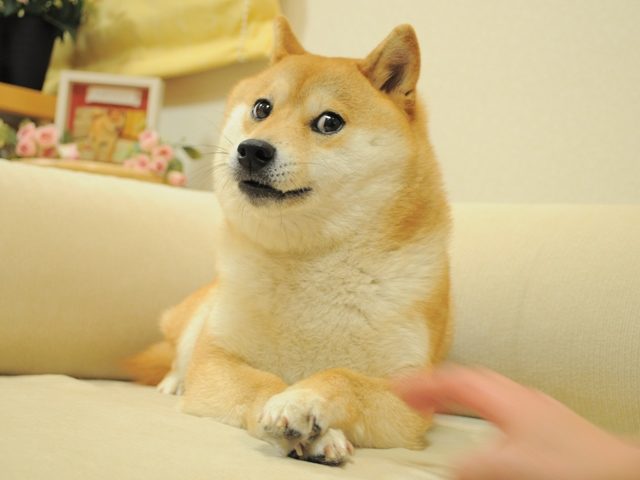 Режиссер «47 ронинов» осужден за вложение $11 млн Netflix в Dogecoin